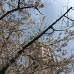 鶴舞公園桜祭りを終えて今思うこと！